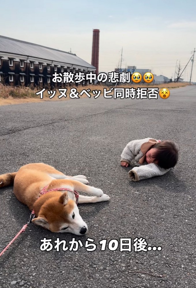 帰宅を嫌がる女の子と柴犬