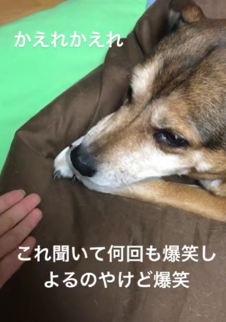 「かえれかえれかえれ」