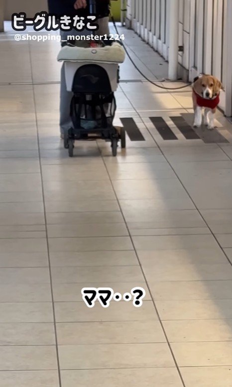 ママが現れた時のきなこちゃん2