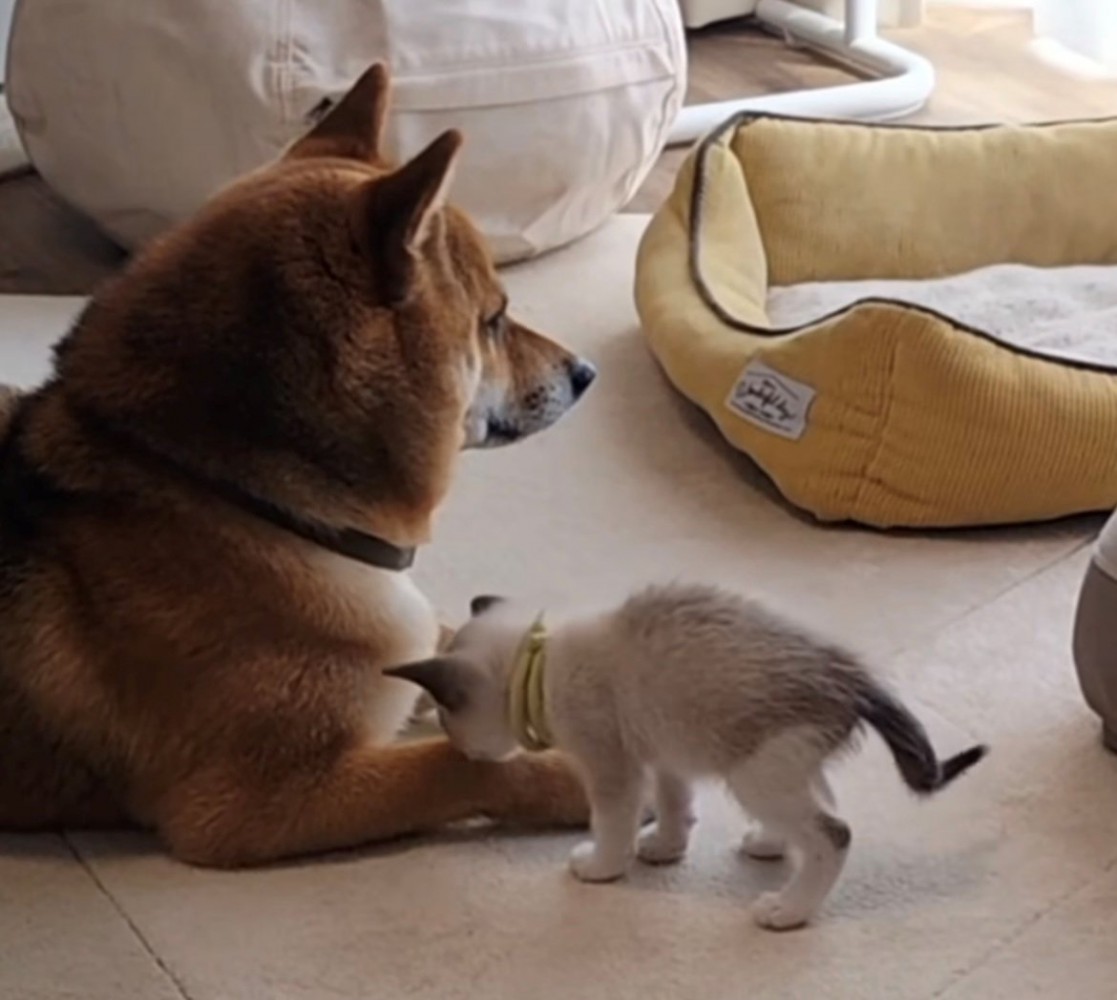 犬の前足に近づく猫
