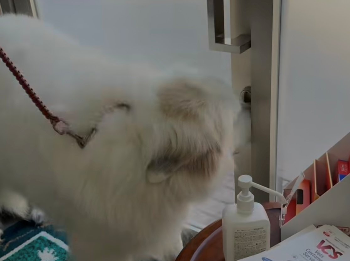 ドアの隙間に鼻を押し付ける犬