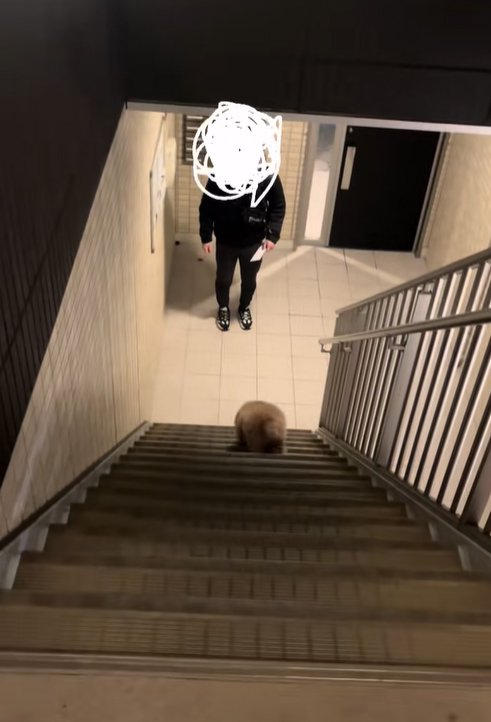 飼い主を迎えに行く小型犬