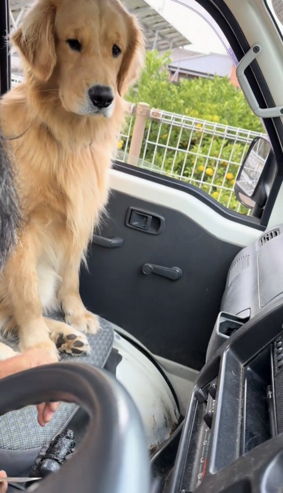 見上げるような表情の犬