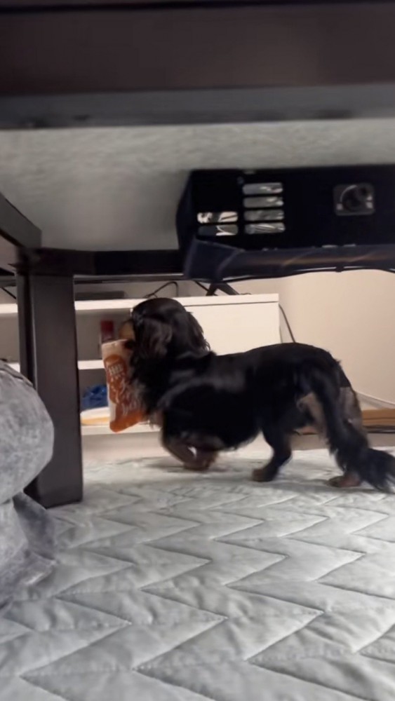横を向いて去っていく犬