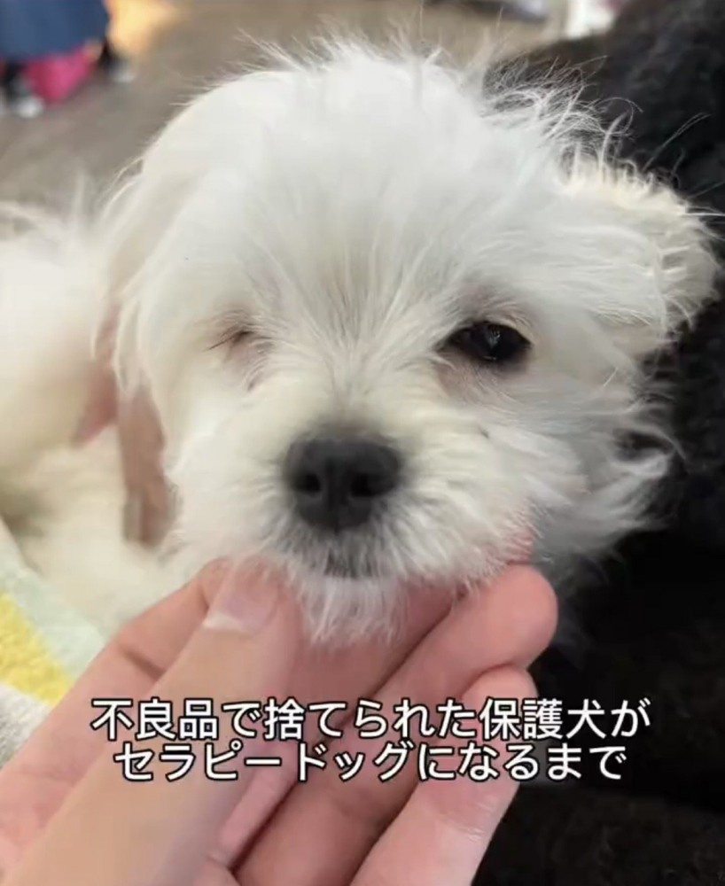 あごに手を添えられる犬