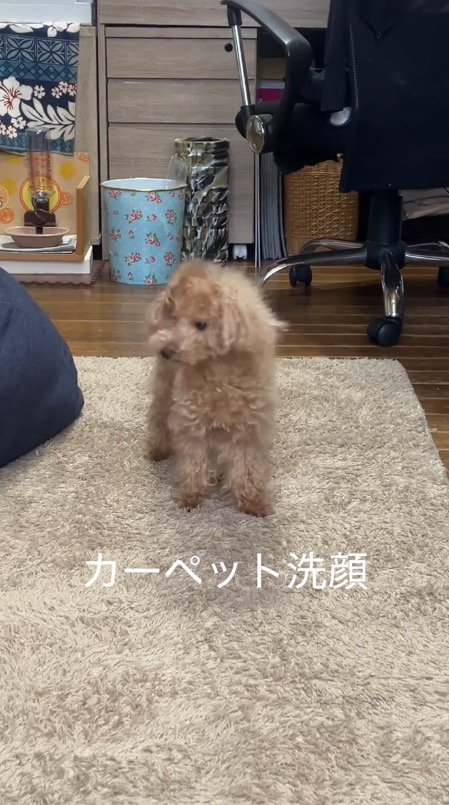 カーペットから顔を離した犬