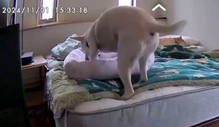 クッションに乗ろうとする犬