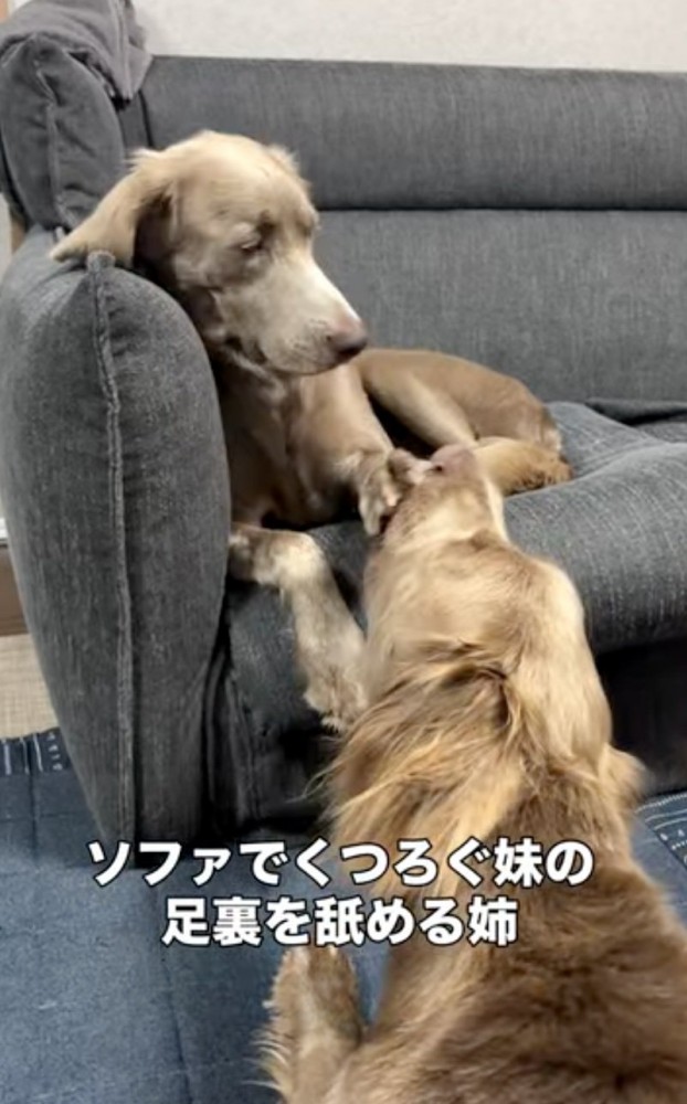 2匹の犬