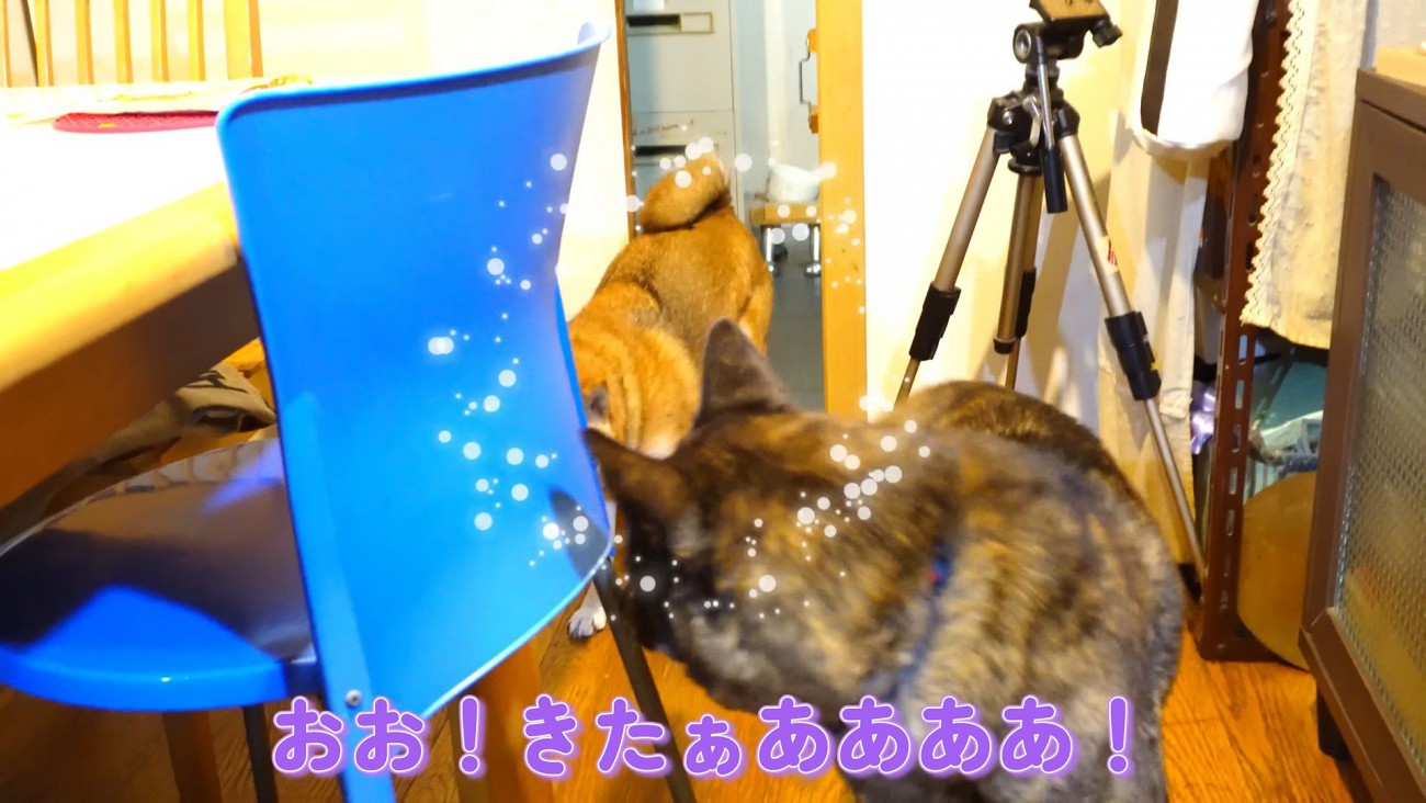 マメちゃんを連れてきてくれました♪