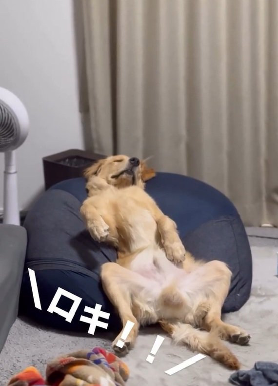 名前を呼ぶ飼い主さん