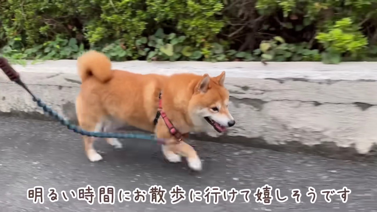 「やっぱりお散歩じゃん～♪」