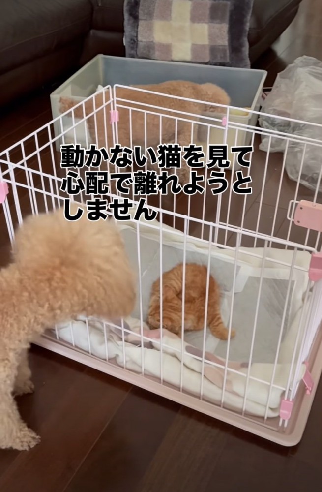 子猫を心配する犬