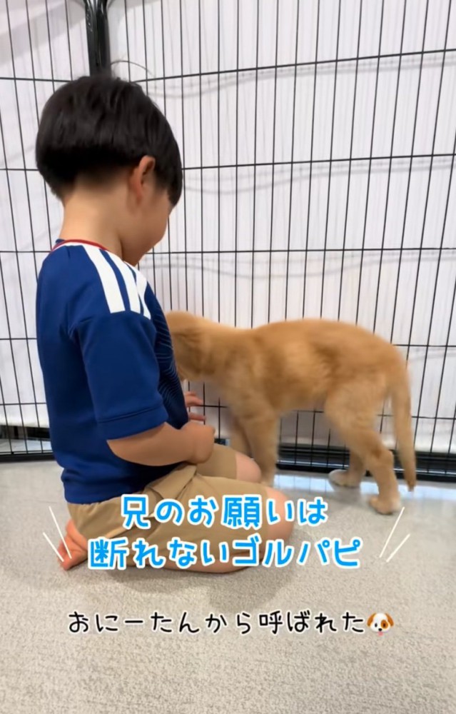 呼ばれた子犬