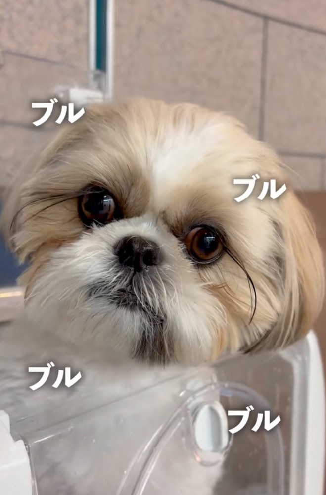 震える犬