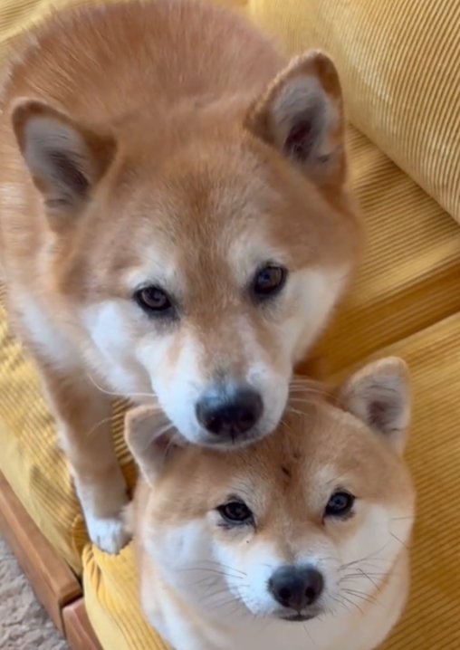 顔を寄せる2匹の犬