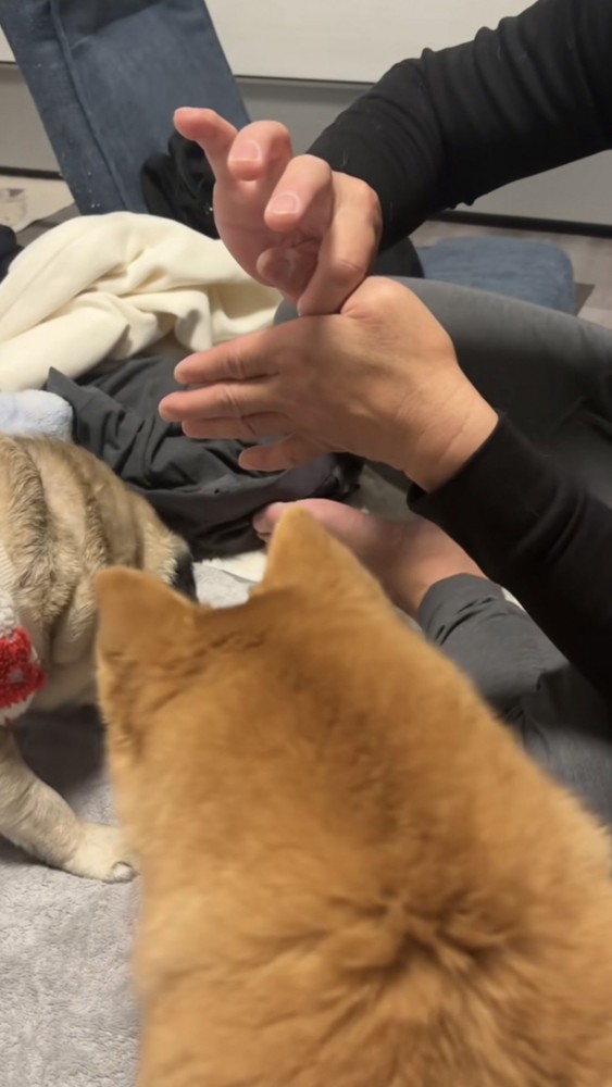 床に落ちてる親指を探す犬たち