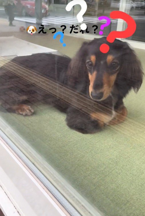 ママがお迎えに来た時のコロンちゃん5