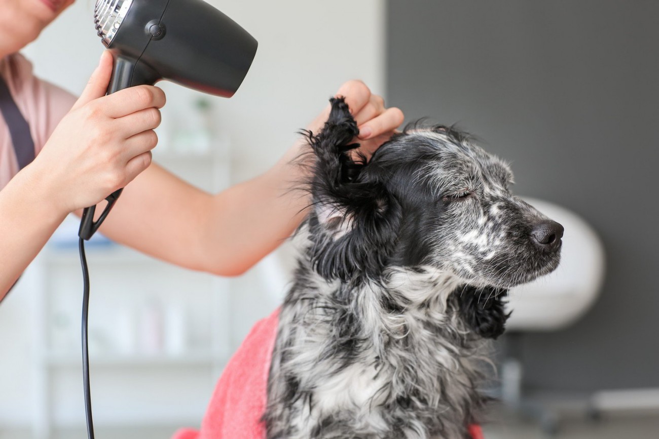 その皮膚ケア、実は逆効果かも?愛犬の肌を守るために見直したいNG習慣5つ【獣医師が解説】