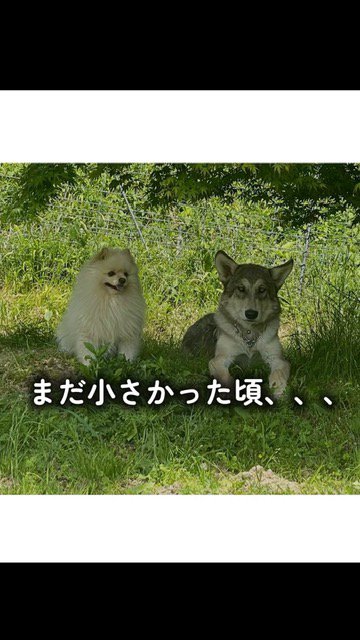 横に並ぶポメラニアンとウルフドッグの子犬