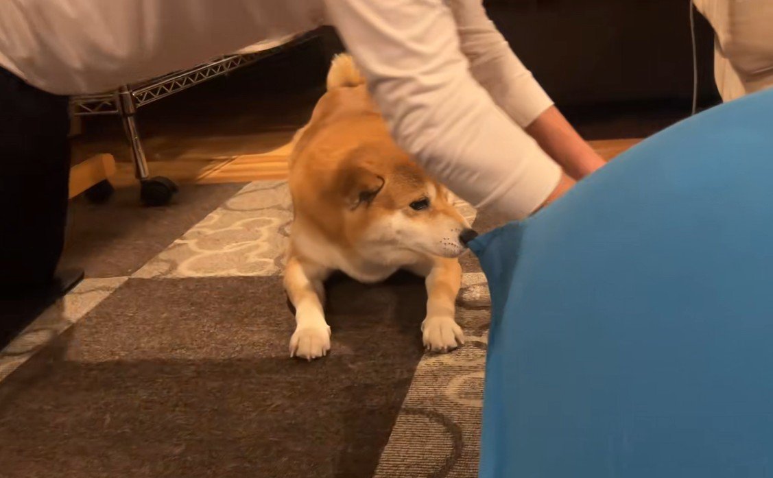 筋トレ中のお兄ちゃんとこじろー君4