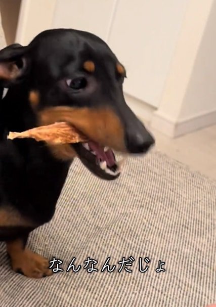 おやつを食べるオーレくん