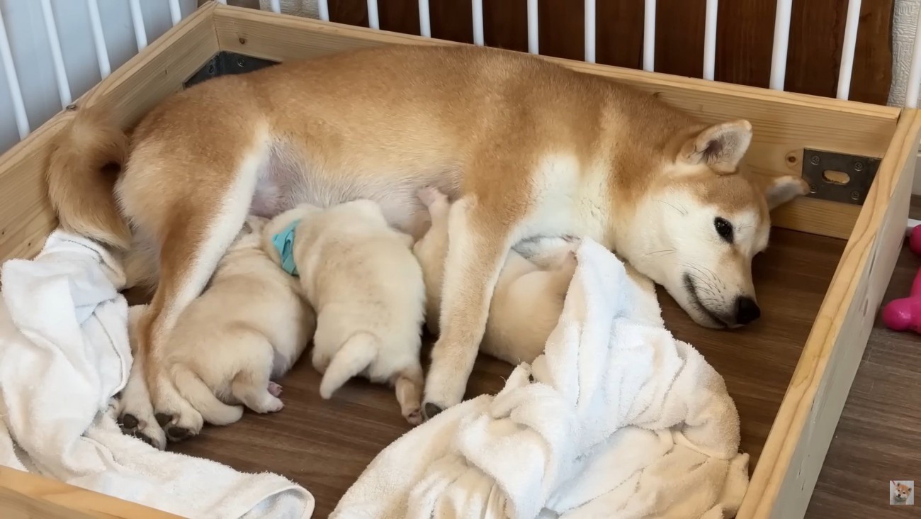 ミルクを飲む赤ちゃん犬たち