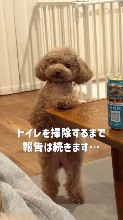 ドヤ顔でカメラを見つめる犬