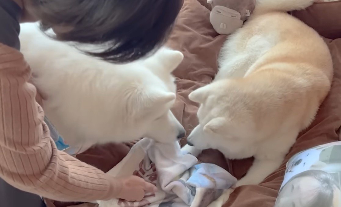 鼻を近づけ合う2頭の犬