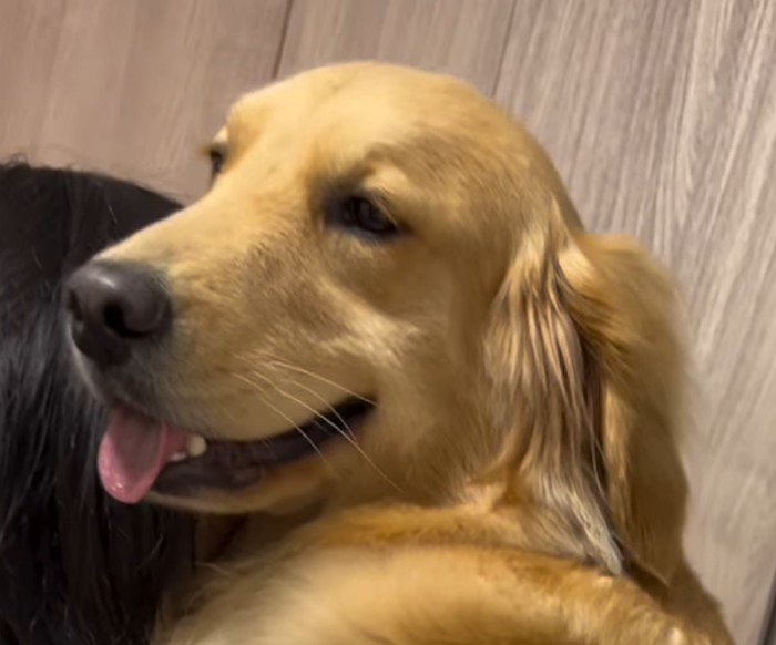 女性に抱っこされて笑顔になる大型犬