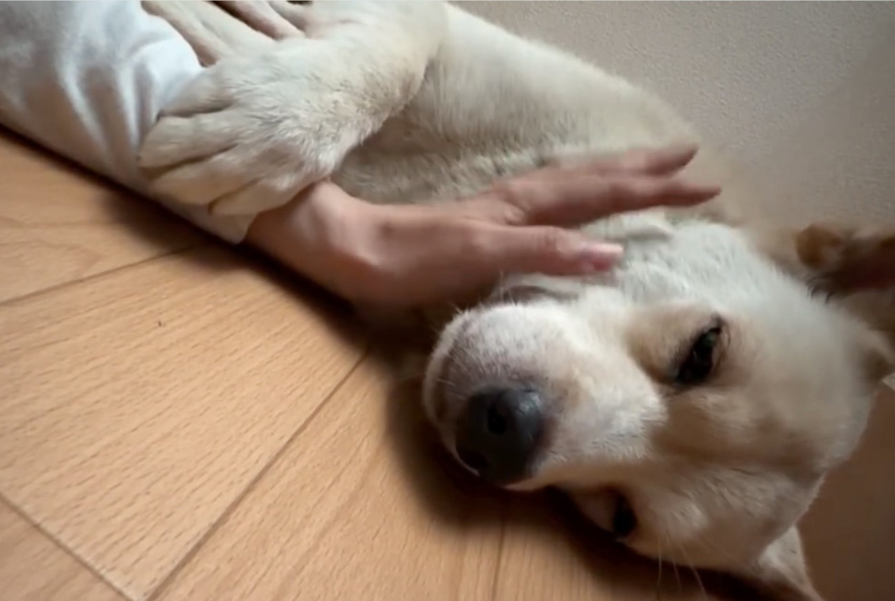 前足で手を掴む犬
