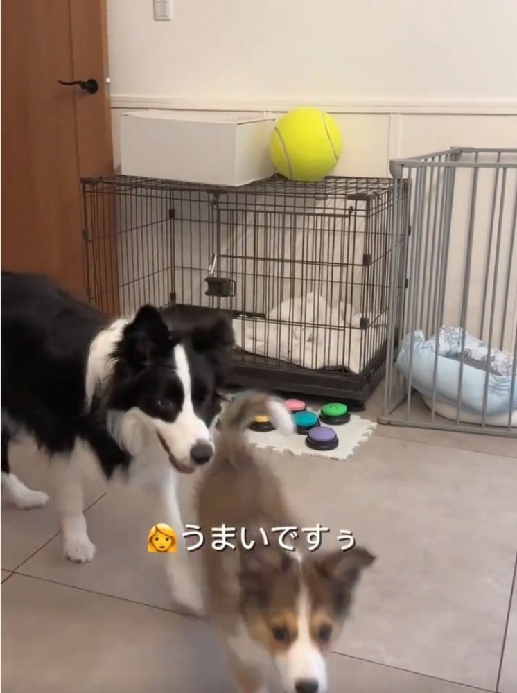 ケージから出てきたボーダーコリー