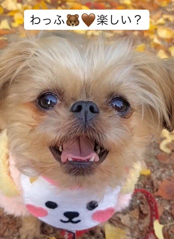 わっふちゃんに問いかけるママ