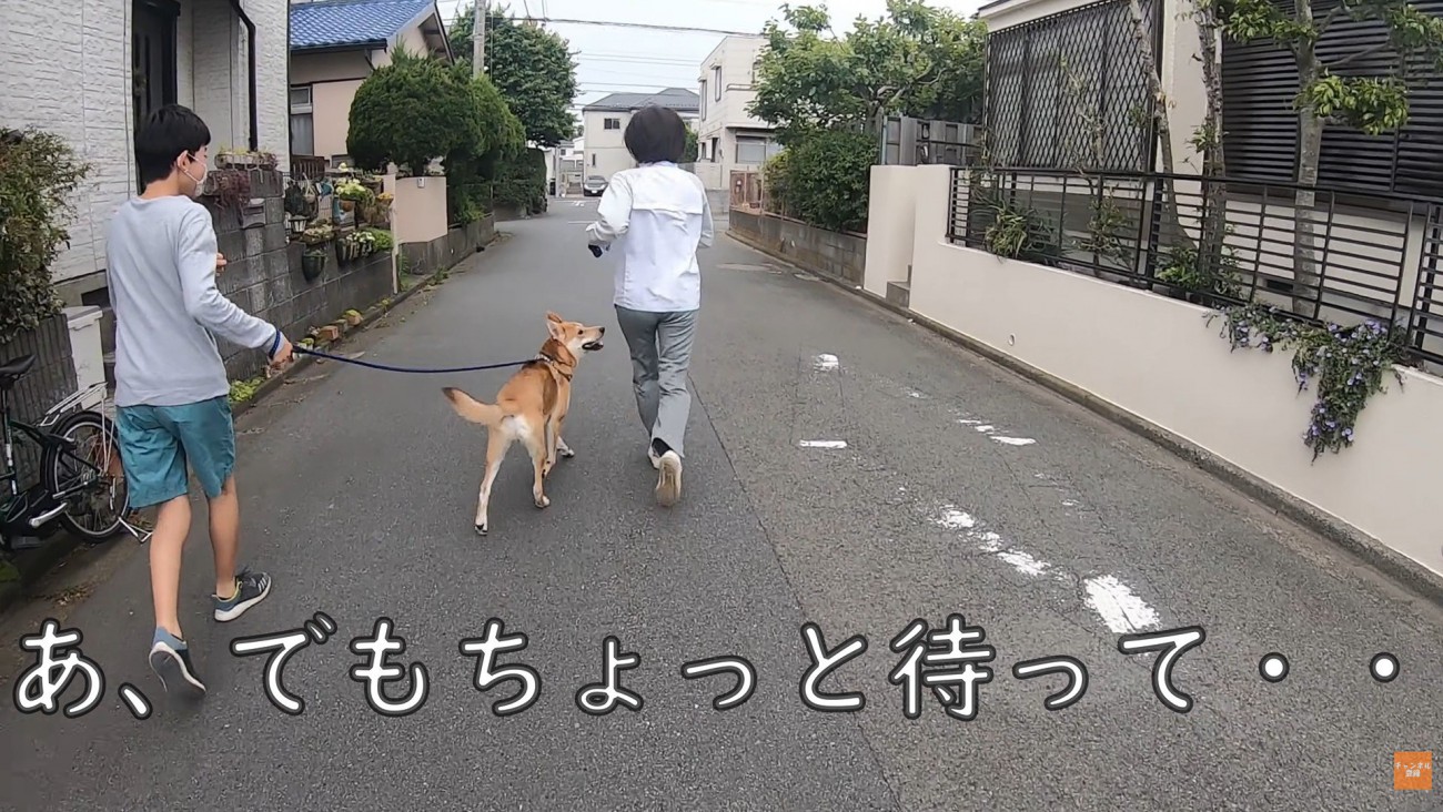 散歩中にお母さんに会った時のワンジローくん9