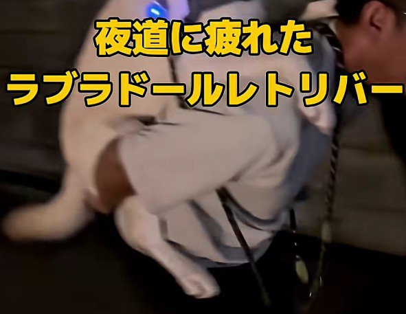 体力が落ちてしまった虎丸ちゃん