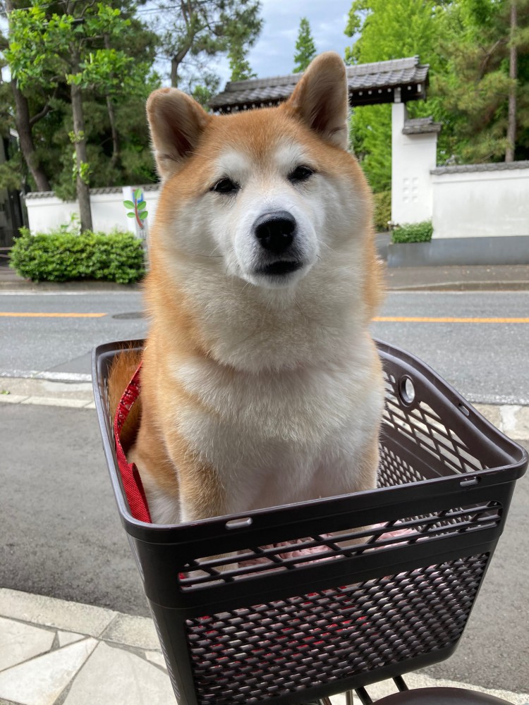 別犬