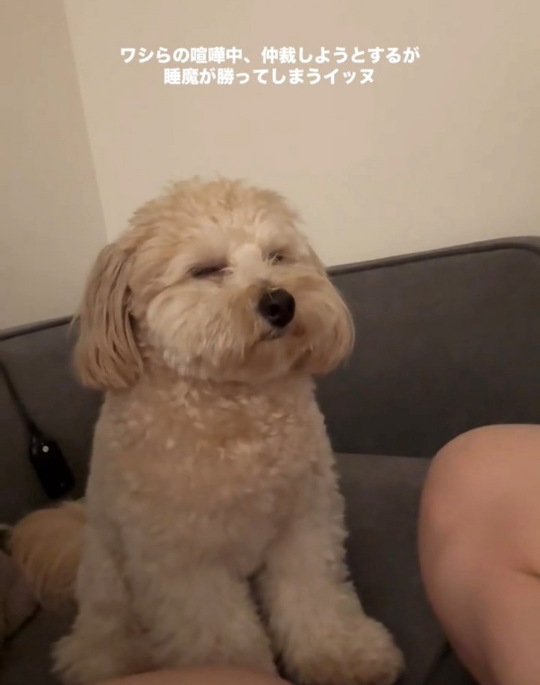 ソファの上で半目の犬