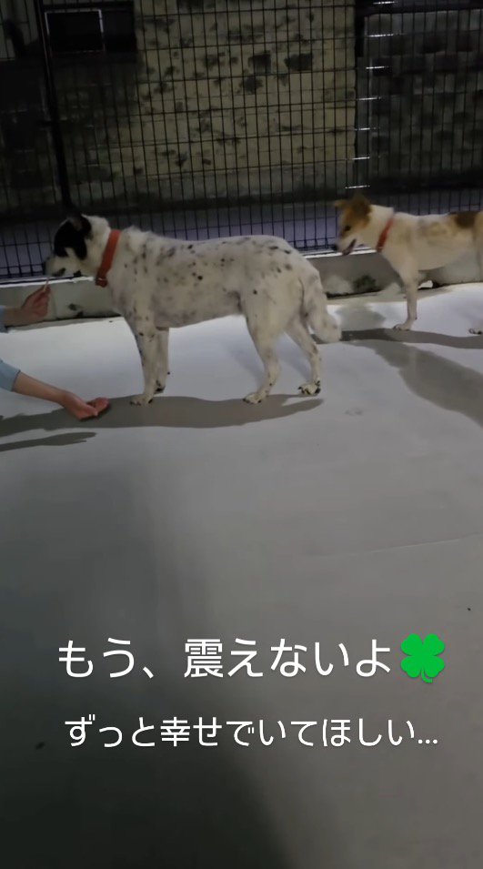 差し出された手に近づいていく2頭の犬