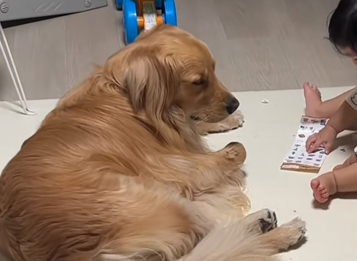 眠そうな大型犬