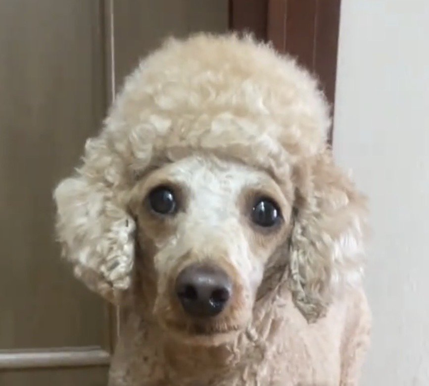 見つめる犬