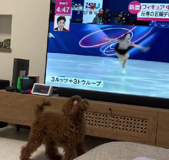 フィギュアスケートに反応！！