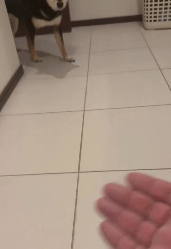 やってきたあんこちゃん