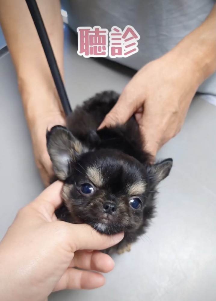 大きな瞳にキュンです
