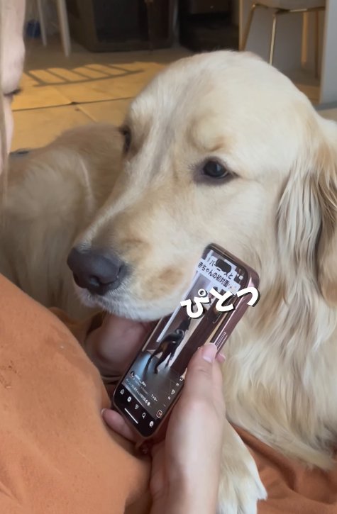 スマホにぴったりくっつく大型犬