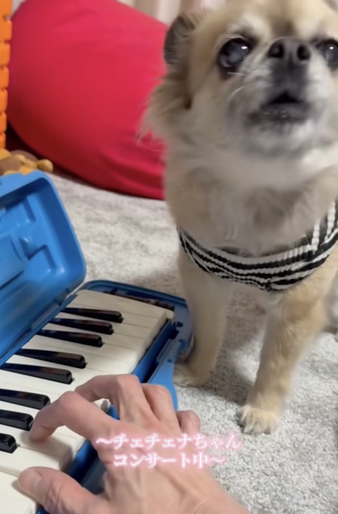 ハスキーボイスという意外性