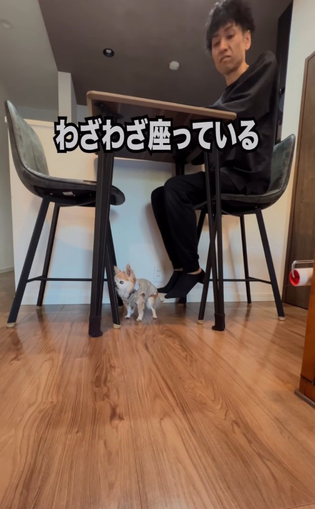足元に老犬
