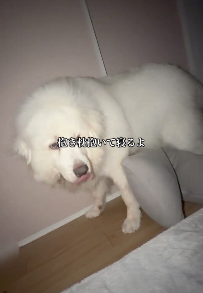 抱き枕のそばに立つ犬