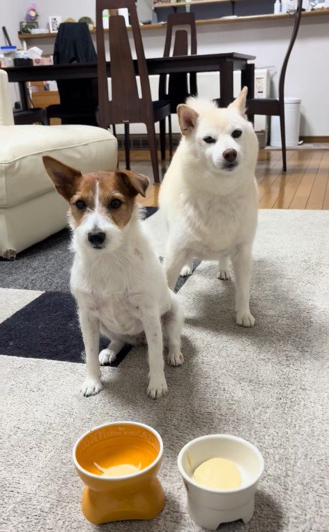 「ヨシ」と言った時の銀くんとエマちゃん2