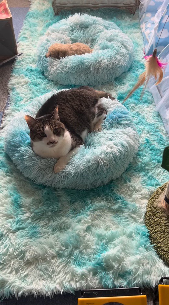 眠る子犬の近くでくつろぐキジ白猫