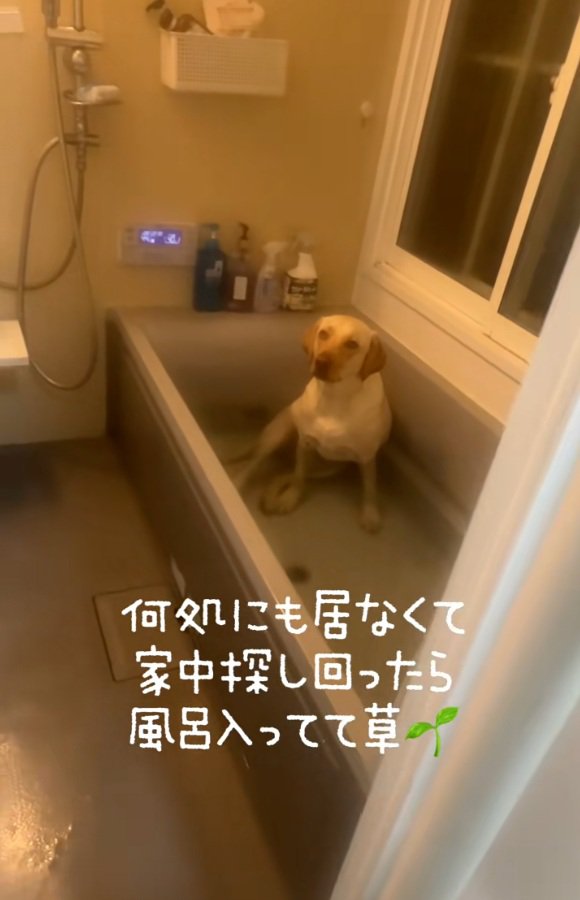 風呂場にいたひまわりちゃん