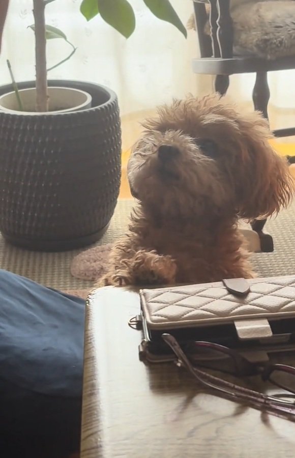 おばあちゃんを見るボムさん